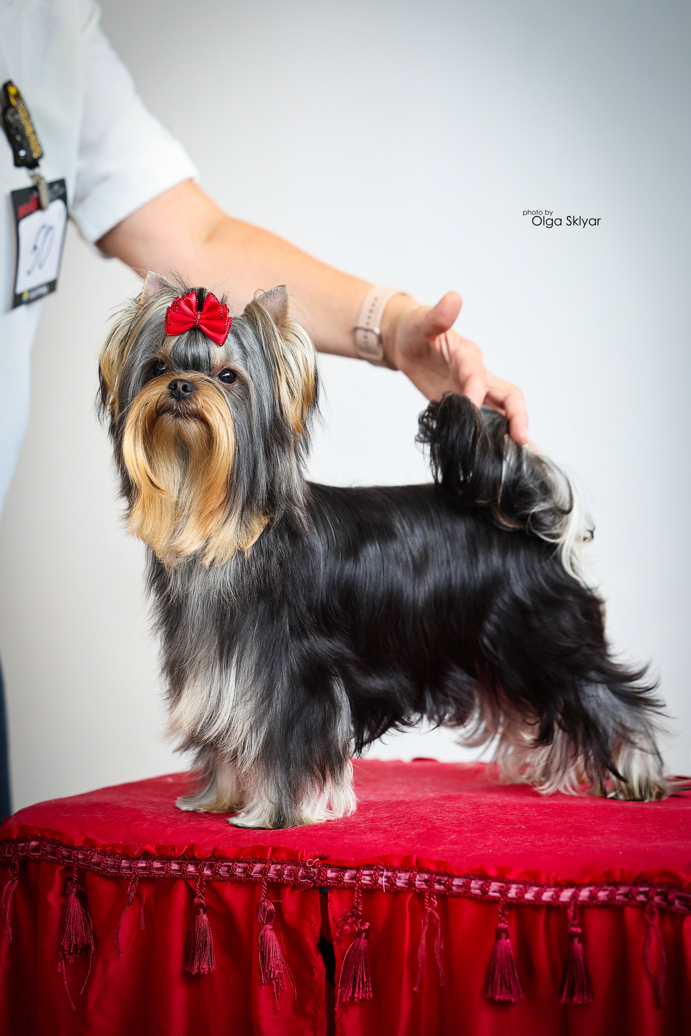  ASTRA DOG WILLIAM &mdash; Labaza DogPedigree YorkshireTerrier